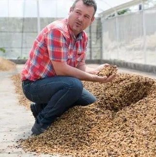 科普 | 脫殼櫻桃咖啡是什么？半日曬處理法特點