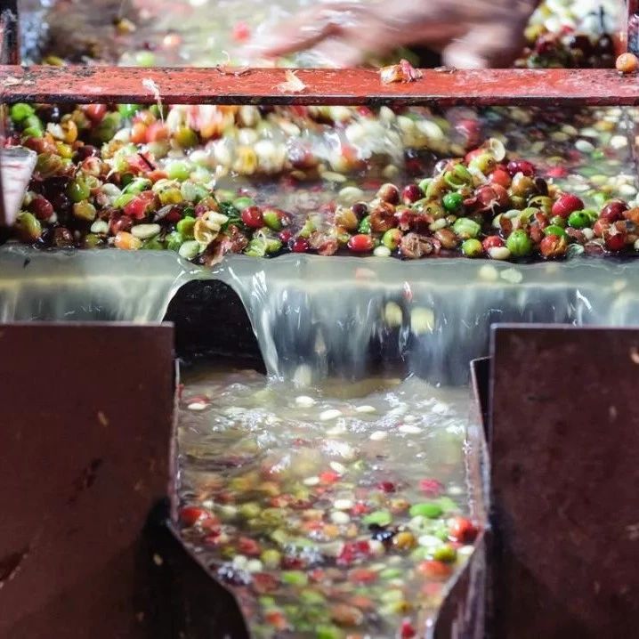 咖啡處理法 | 為啥水洗咖啡風味干凈，日曬就比較豐富？