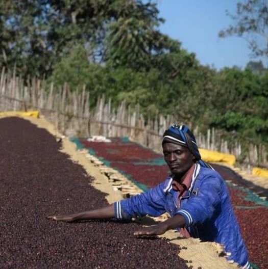 咖啡入門(mén)知識(shí) | 日曬處理法步驟及其風(fēng)味表現(xiàn)