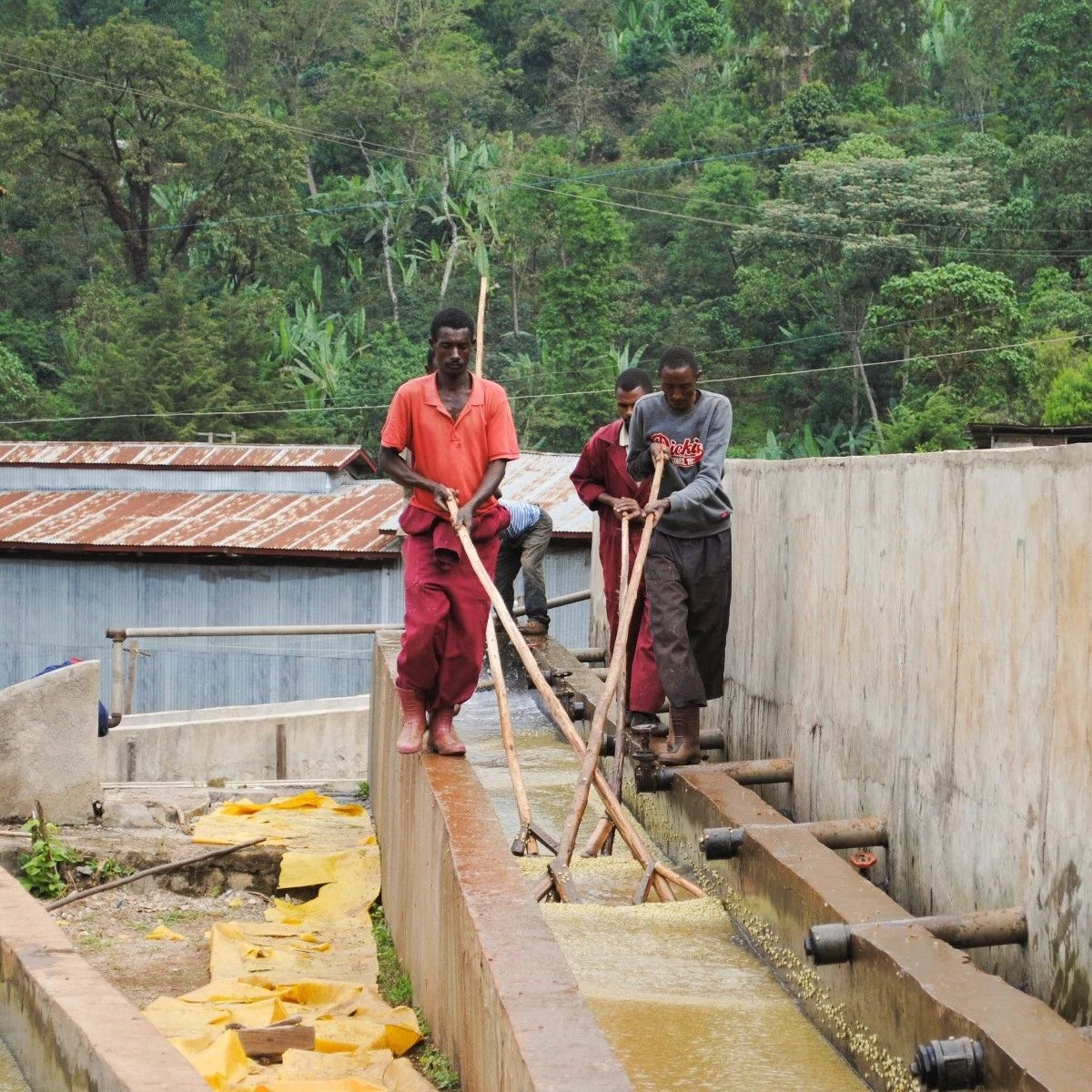 咖啡知識(shí)?| 水洗處理法步驟及其特點(diǎn)詳解