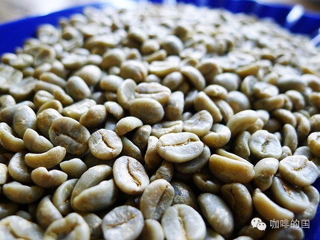 哥斯達黎加龐特處理廠水洗極硬豆