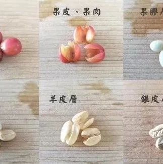 入門｜咖啡果的構(gòu)造是什么？怎么分辨咖啡里的花香？