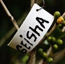 咖啡品種 | 瑰夏咖啡為什么這么特別？