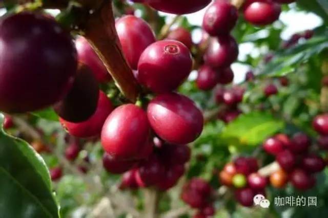 精品咖啡學(xué)  各國產(chǎn)區(qū)咖啡的特點(diǎn)介紹