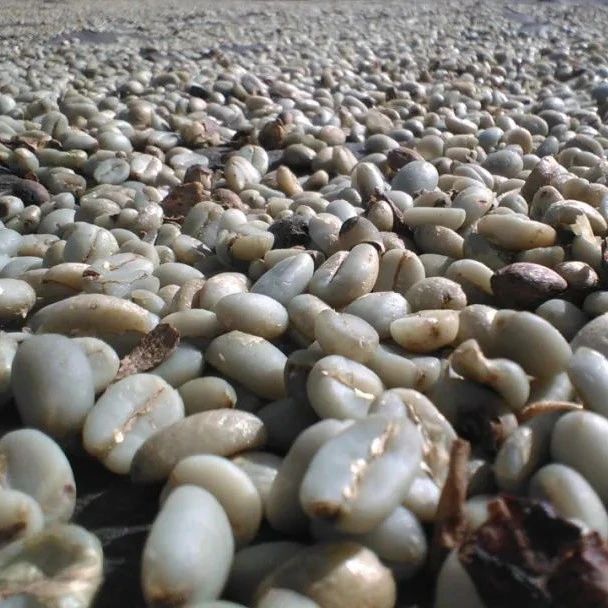 咖啡師養(yǎng)成記 | 什么是濕刨法\半水洗處理法？