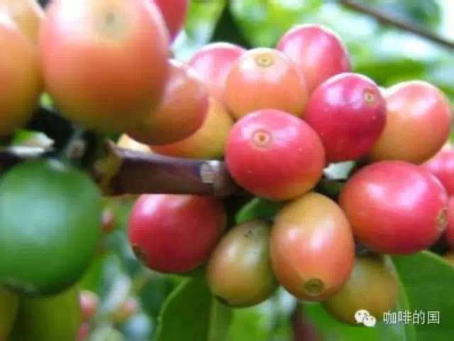 精品咖啡常識  咖啡豆的規(guī)格與等級怎么區(qū)別