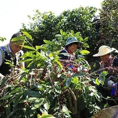 云南咖啡價(jià)格上漲約 %！云南咖啡產(chǎn)業(yè)迎來(lái)春天？