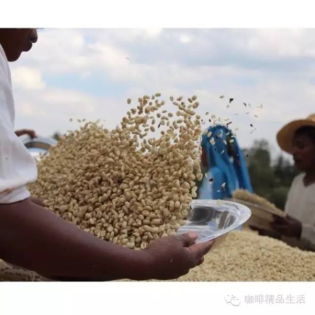 咖啡控必看視頻：一杯咖啡的背后，看完請(qǐng)好好珍惜！