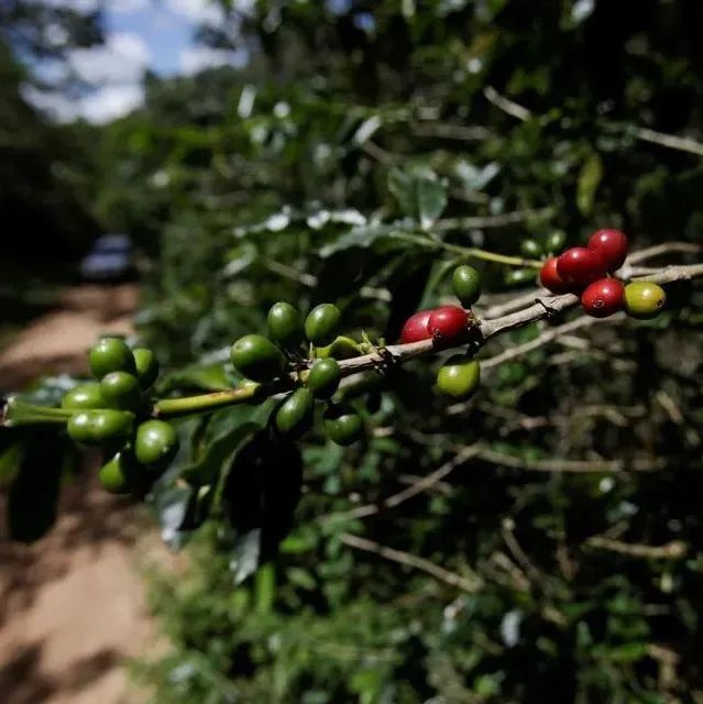 之后中美洲地區(qū)的咖啡豆，可能每一口都是奢侈……