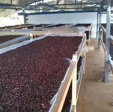 咖啡知識 | 黃蜜＆紅蜜＆黑蜜＆白蜜