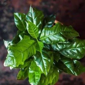 科普 | 咖啡豆是如何種植的？