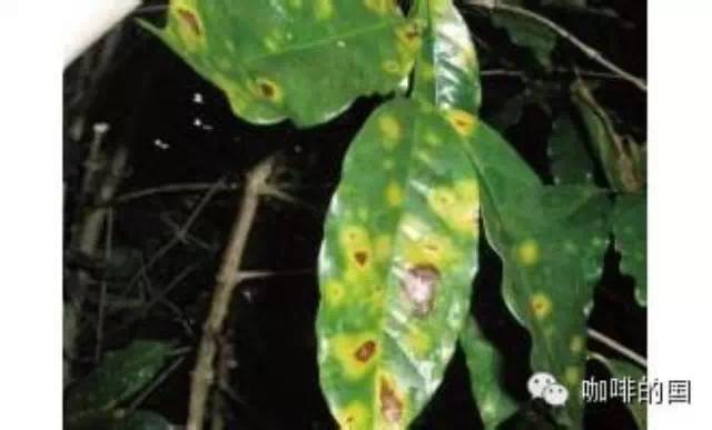 破壞性最大的咖啡樹疾病 葉銹病