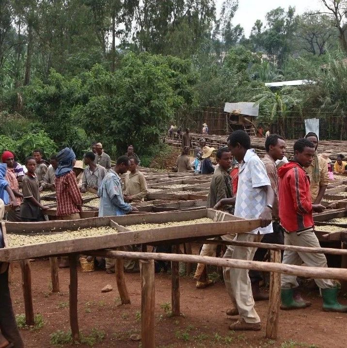 咖啡知識 | 咖啡豆八種處理法區(qū)別