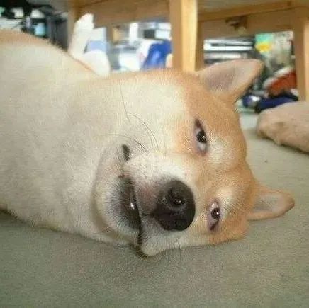 “貓咖”類網(wǎng)紅店將被規(guī)范經(jīng)營(yíng)，狗狗不再被迫營(yíng)業(yè)