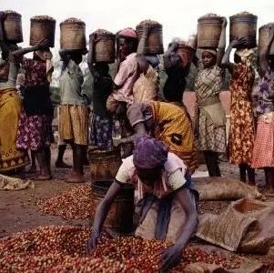 咖啡知識 | 鑒賞家之杯肯尼亞咖啡拍賣簡史！