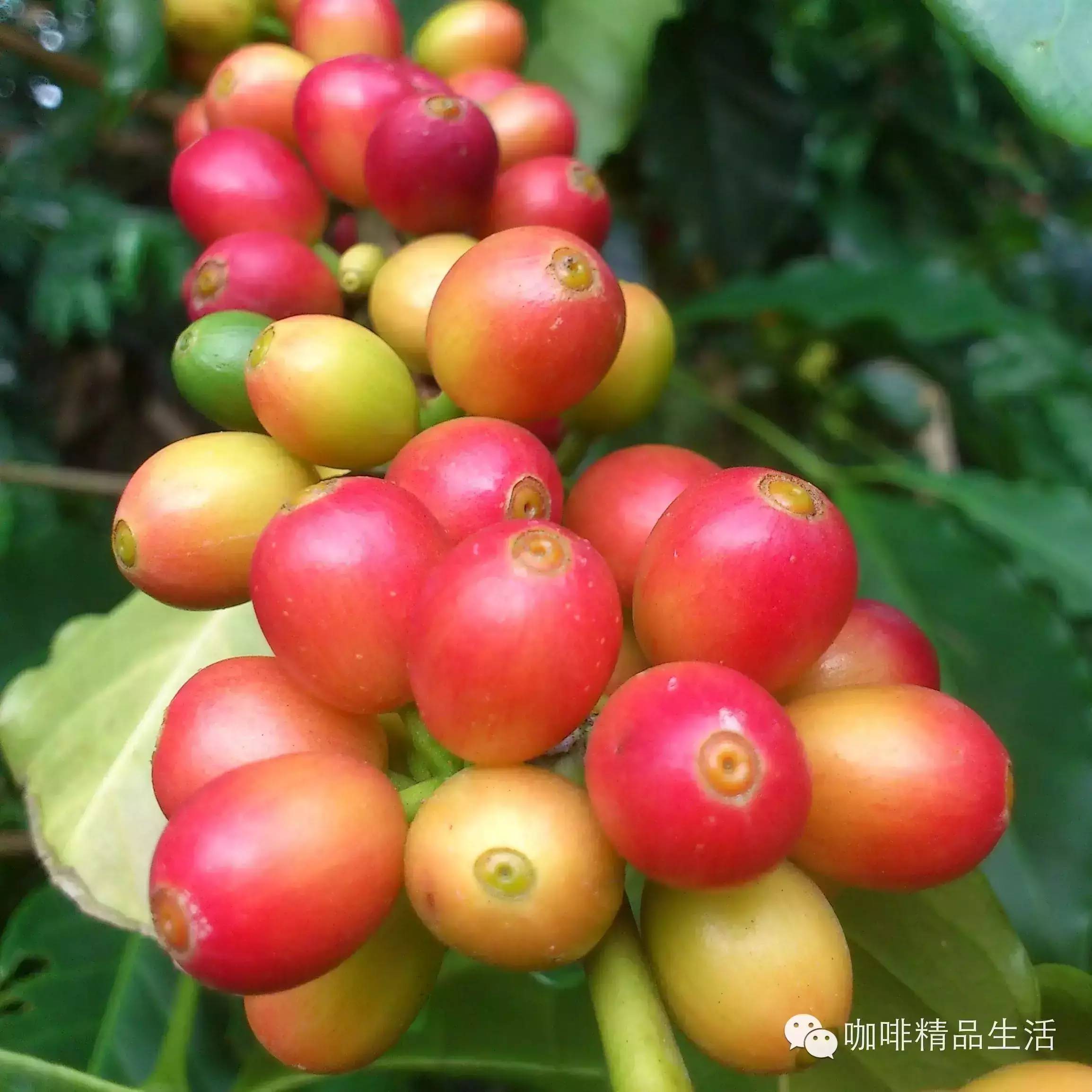 從種植源頭了解咖啡，進(jìn)階必看！