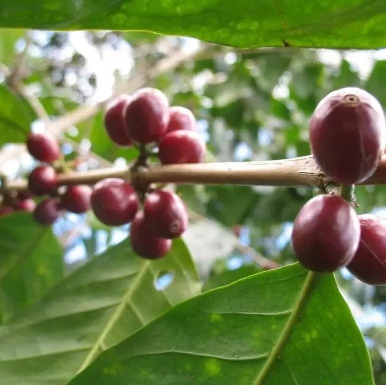 巴拿馬翡翠莊園 | 頂級Geisha咖啡為何如此聞名？