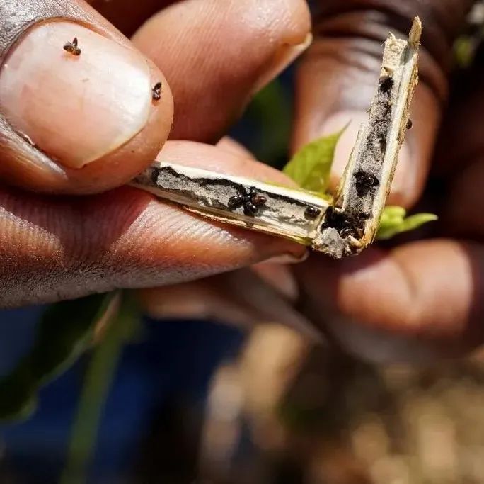 非洲一產(chǎn)國受咖啡疾病侵襲，處理不當(dāng)會減產(chǎn)%