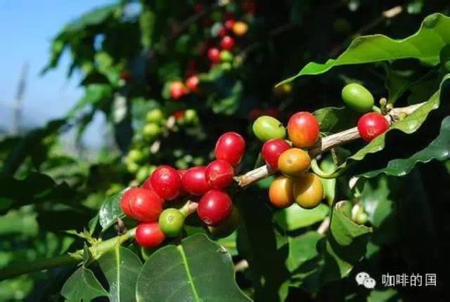 亞洲中國(guó)的精品咖啡豆產(chǎn)地介紹