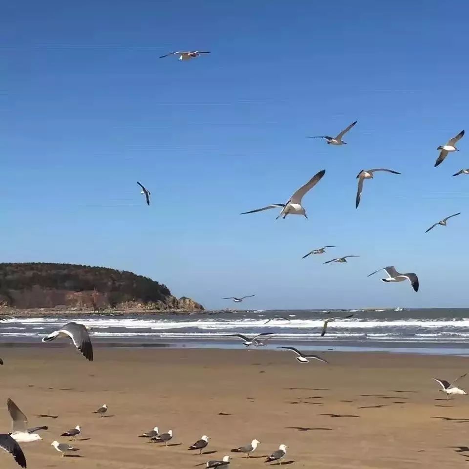 能看到海鷗的咖啡館 | 威海·粉絲基地NO.  -咖啡日記