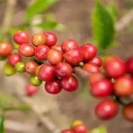 上新折扣 | 花月夜＆玫瑰谷領(lǐng)券減，加購(gòu)雪莉＆向日葵八折