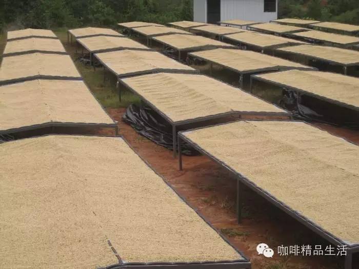 【咖啡】喜訊！昆明有望成為世界第三大咖啡交易所