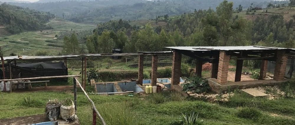 在保持人與人之間安全距離的前提下，盧旺達咖啡的收獲正常進行