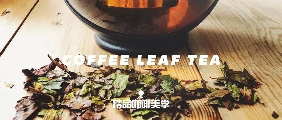 依舊禁止咖啡果皮茶銷售的歐洲，卻開始流行喝咖啡葉茶了！