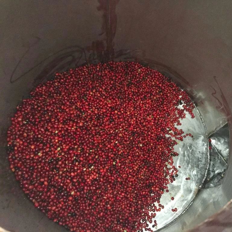 咖啡處理法 | 二氧化碳浸漬處理法是什么？