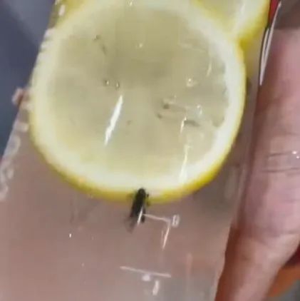 又有飲品喝出蟲！門店獲利元被罰萬元